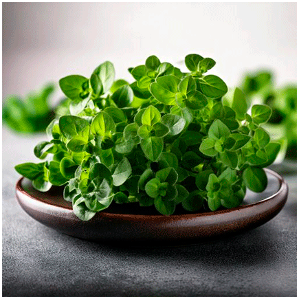 Oregano Natural Sweet flavour